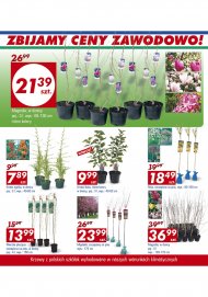 Duży wybór kwiatów doniczkowych w Auchan, idealnie na wiosnę: ...