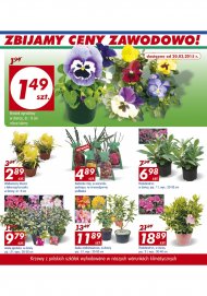 Duży wybór wiosennych kwiatów w ofercie Auchan, między innymi ...